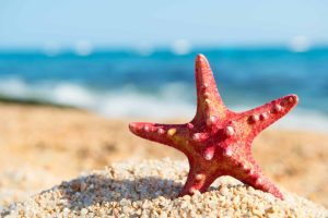 Red starfish standing at the beach
